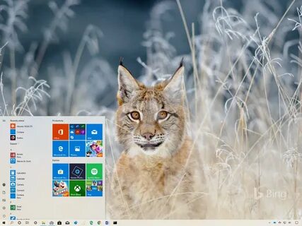 Wildlife windows