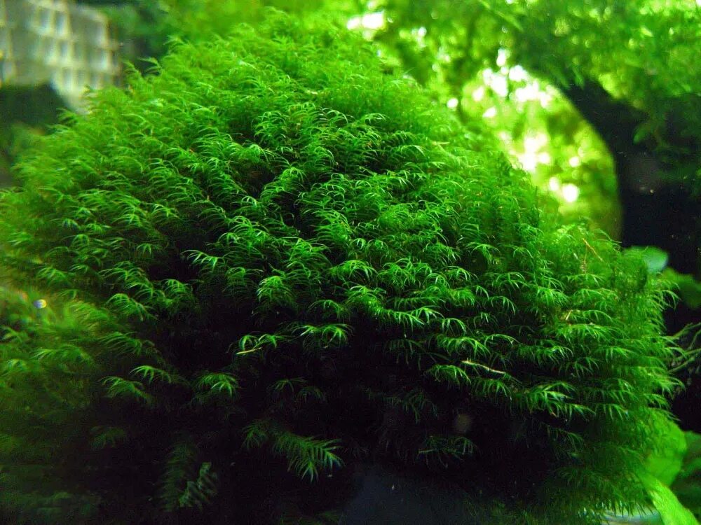Как содержать мох. Аквариумный мох феникс. мох феникс (phoenix moss). phoenix moss fissidens fontanus. мох фонтанус (fissidens fontanus).
