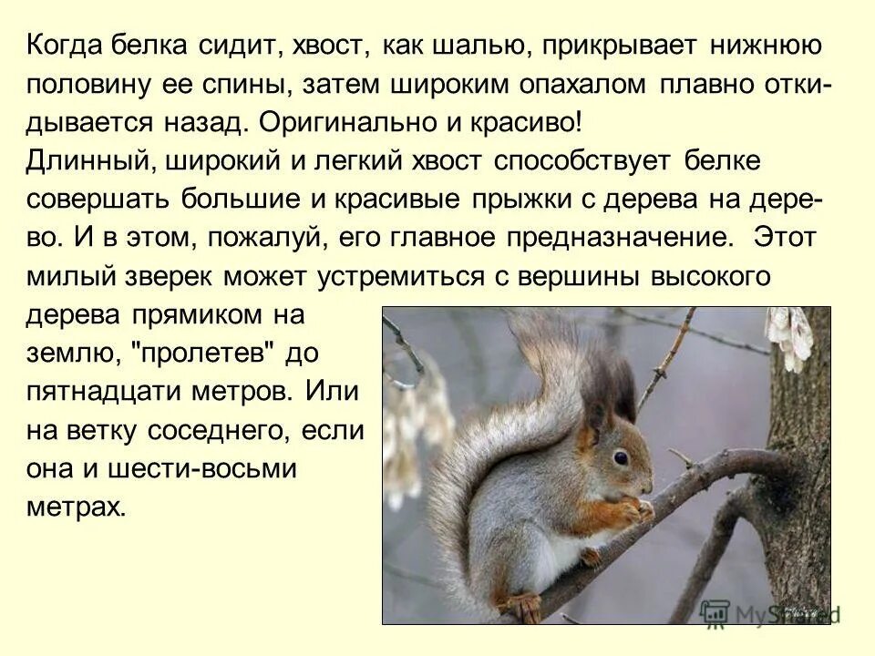 почему беличий хвост по мнению автора. белка с пушистым хвостом. описание белки. для чего белке нужен хвост. баруздин зачем белке хвост.