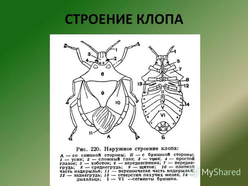 Какое развитие характерно для клопа щитника ягодного. Строение клопа щитника. Отряд полужесткокрылые строение крыльев. Полужесткокрылые внешнее строение. Внешнее строение клопа.