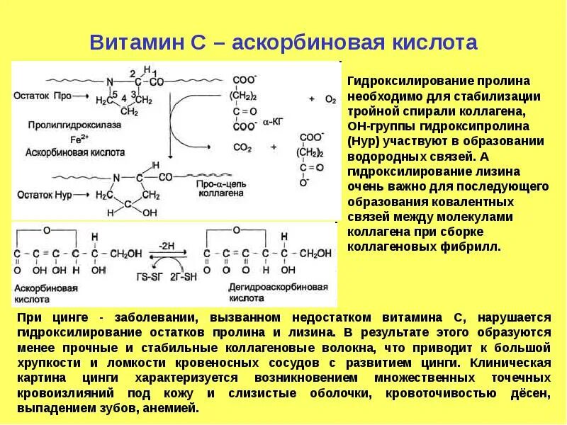 Витамин участвующий в синтезе коллагена. Гидроксилирование пролина и лизина. Гидроксилирование остатков пролина и лизина в коллагене. Гидроксилирование пролина и лизина в коллагене реакции. Гидроксилирование пролина и лизина реакция.