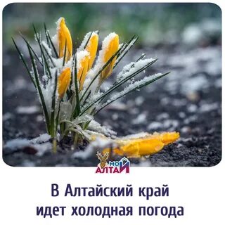 Похолодание весной