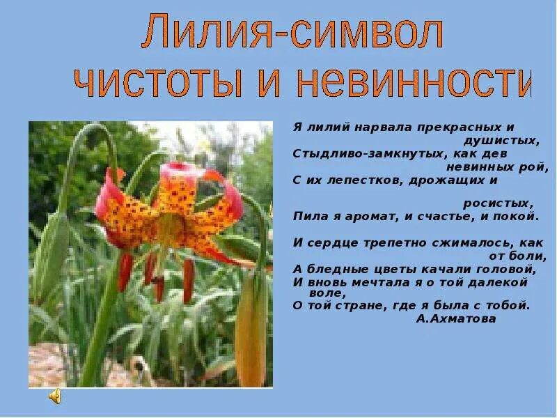 Лилейные слова