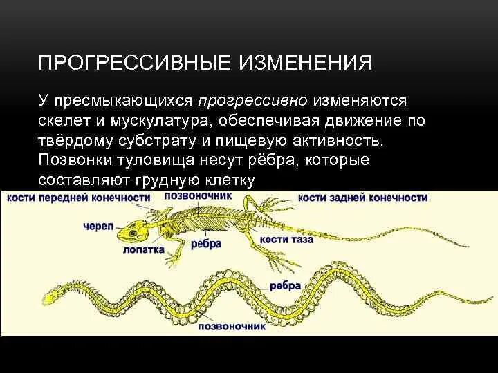 Выберите признаки характеризующие прогрессивное развитие рептилий. Способ передвижения пресмыкающихся. Мускулатура пресмыкающихся. Скелет пресмыкающихся. Органы движения рептилий.