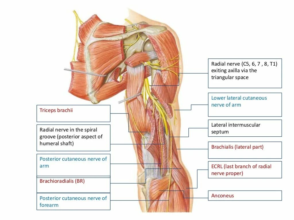 Иннервирует гладкие мышцы. Анатомия лучевого нерва на плече. Лучевой нерв анатомия иннервация. Иннервация кожи и мышц пояса верхних конечностей. Лучевой нерв анатомия топография.