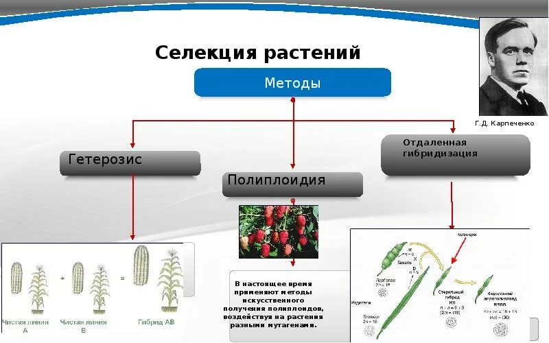 Капустно-редечный гибрид Карпеченко.