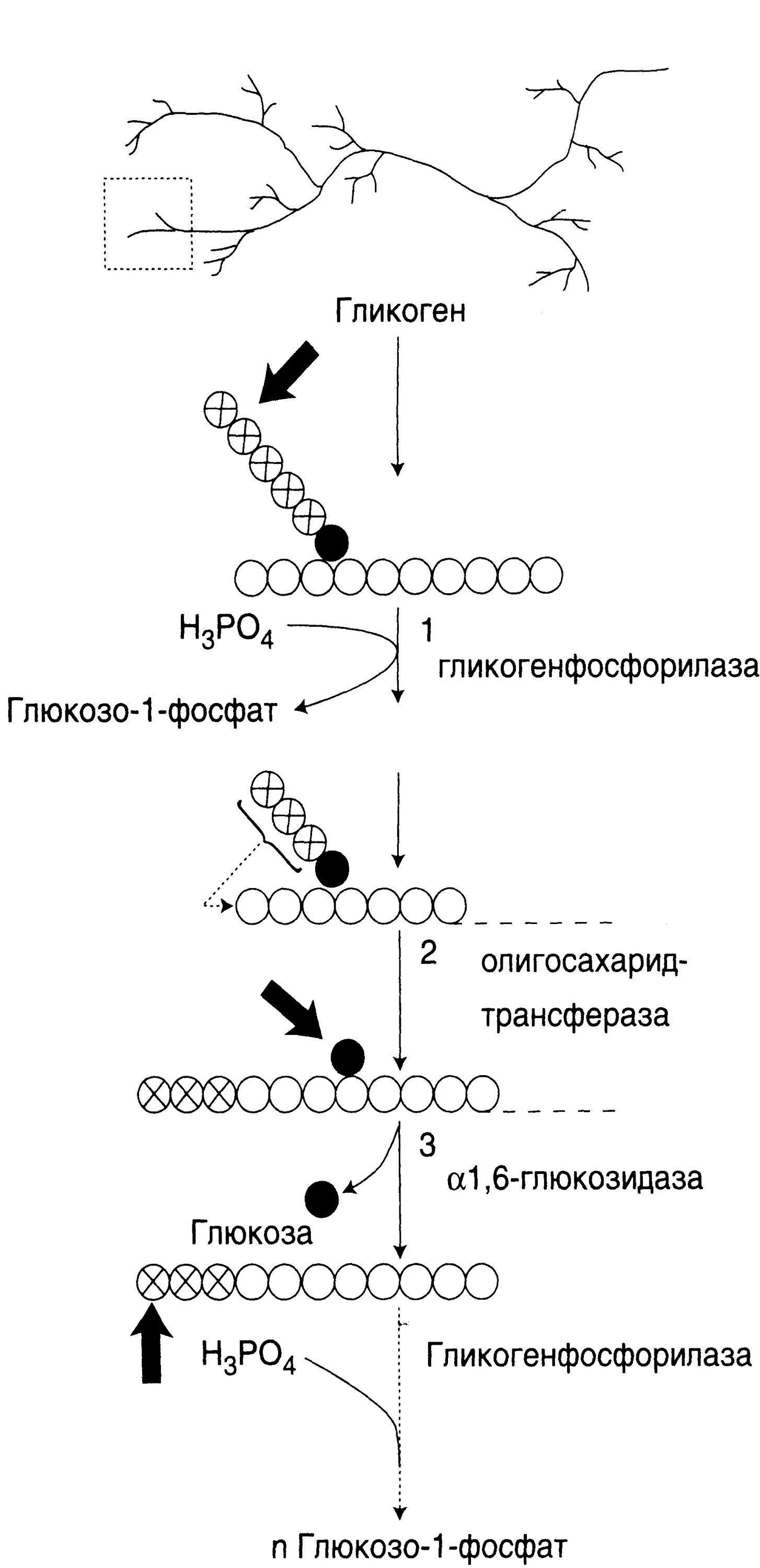 Биосинтез и расщепление. Распад гликогена биохимия схема. Схема гликогенолиза биохимия. Схема реакций расщепления гликогена. Гликогенолиз биохимия схема.