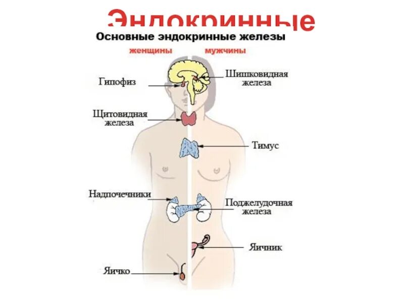 Железы внутренней секреции особенности строения. Физиология желез внутренней секреции физиология. Железы внутренней секреции анатомия. Железы внутренней секреции строение анатомия. Название желез внутренней секреции человека.