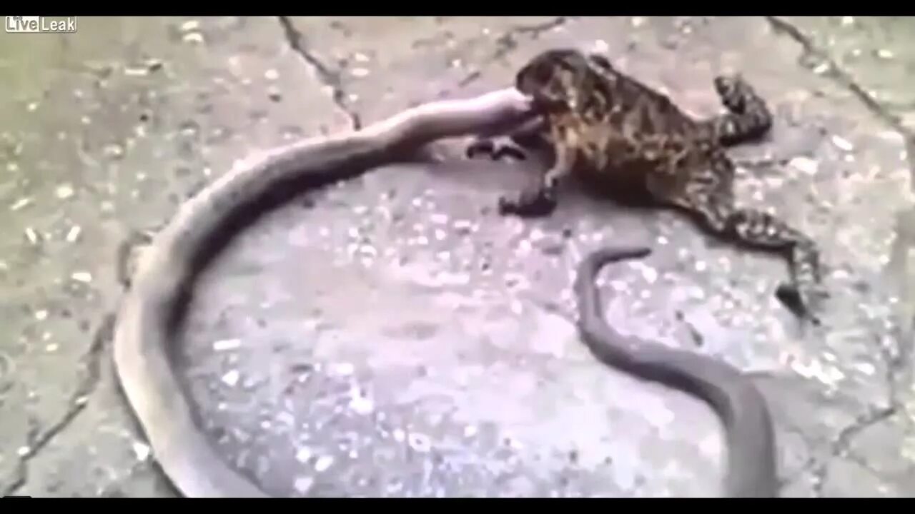 Змея съевшая лягушку. Жаба и гадюка. Сношала жаба гадюку. Жаба душит гадюку.