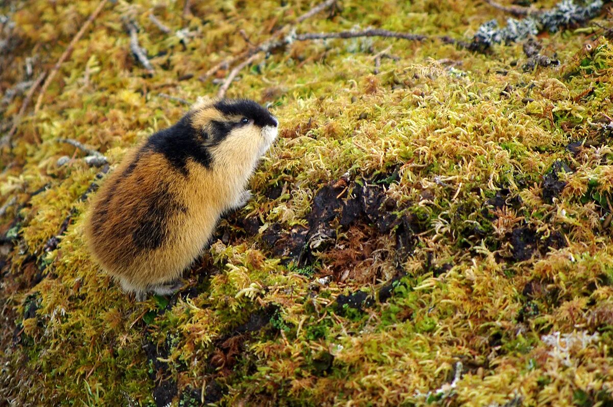 лемминг обитает в тундре. амурский лемминг. лемминг арктический. лемминг в тундре. тундровый лемминг.