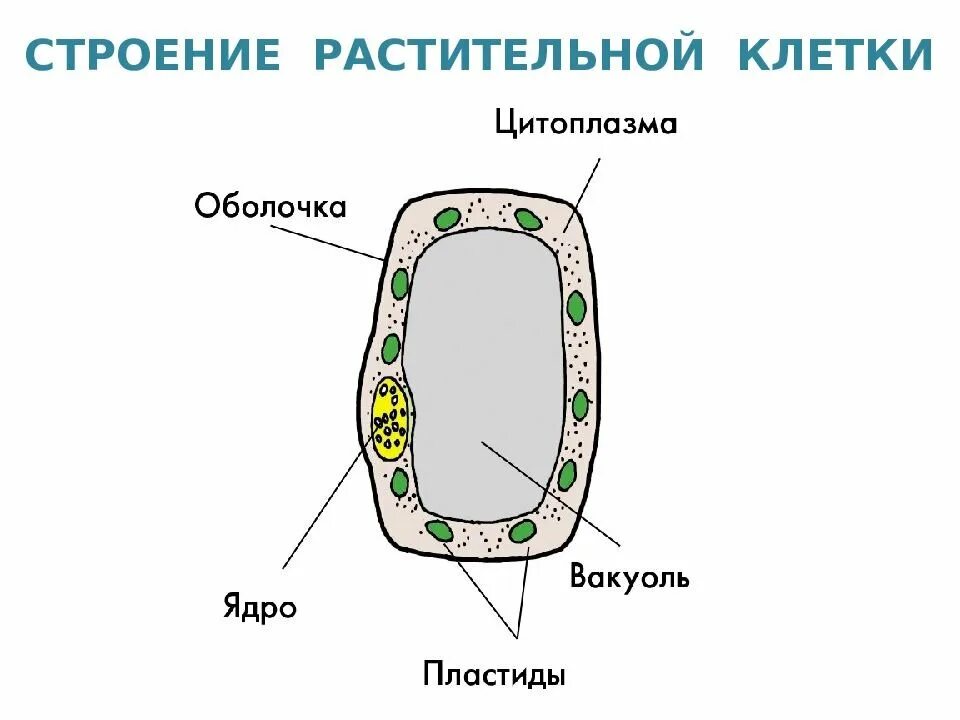 Структура клетки растения схема. Структура растительной клетки рисунок с обозначением. Структура клетки растения 6 класс. Строение клетки растения 6 класс. Строение клеток рисунок 5 класс