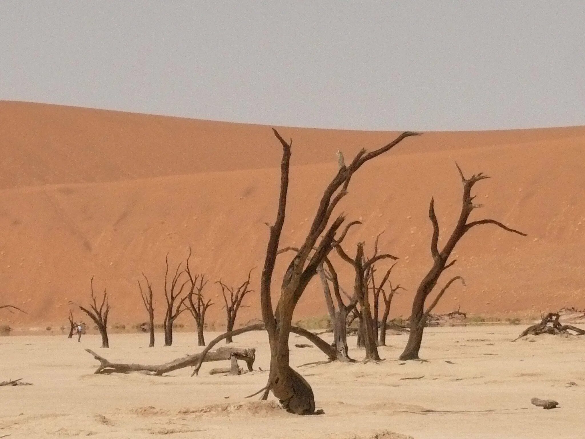 Период засухи. Deadvlei Намибия. Саванна Африки засуха.