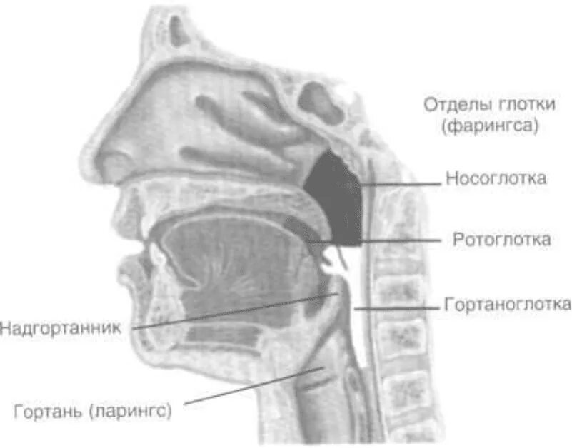 Глотка носоглотка ротоглотка гортаноглотка. Ротоглотка и носоглотка анатомия. Строение носоглотки и ротоглотки. Носоглотка ротоглотка гортань.