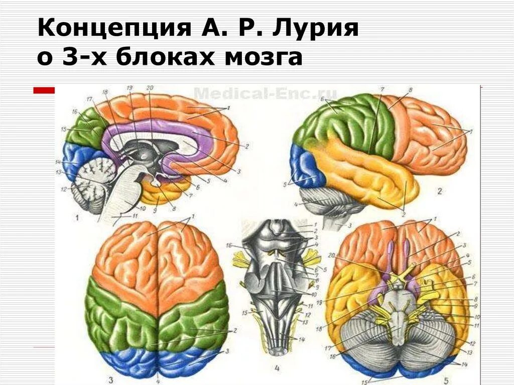 Нарушения блоков мозга. Блоки мозга по Лурия. Концепция 3 блоков мозга Лурия. Три блока головного мозга Лурия. Блоки головного мозга по а. р. Лурия.