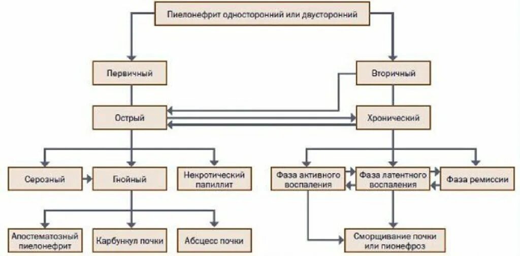 Необструктивный хронический пиелонефрит с рефлюксом. Патогенез хронического пиелонефрита схема. Патогенез пиелонефрита у детей схема. Схема патогенеза пиелонефрита. Хронический пиелонефрит этиология классификация.