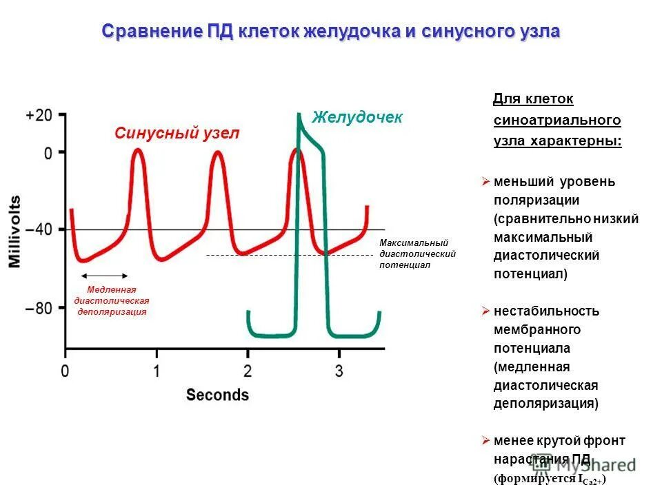 Потенциал действия синусового узла. Фазы потенциала действия пейсмекерных клеток. Потенциал действия в атриовентрикулярном узле. Потенциал действия. Фазы потенциала действия физиология график.