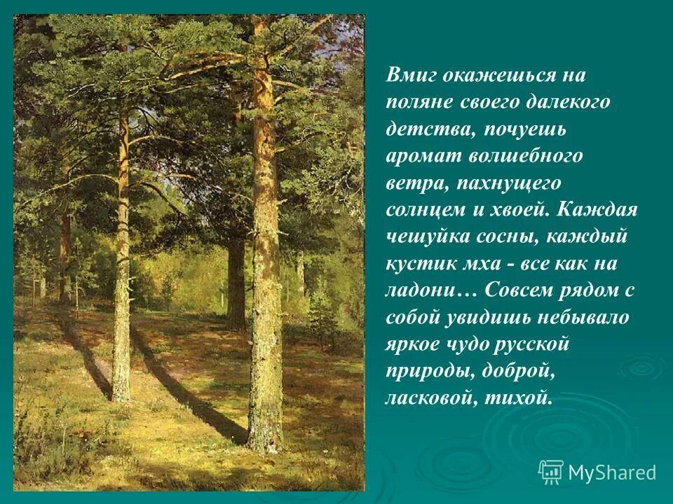 В каждой сосне не было. В каждой сосне не было