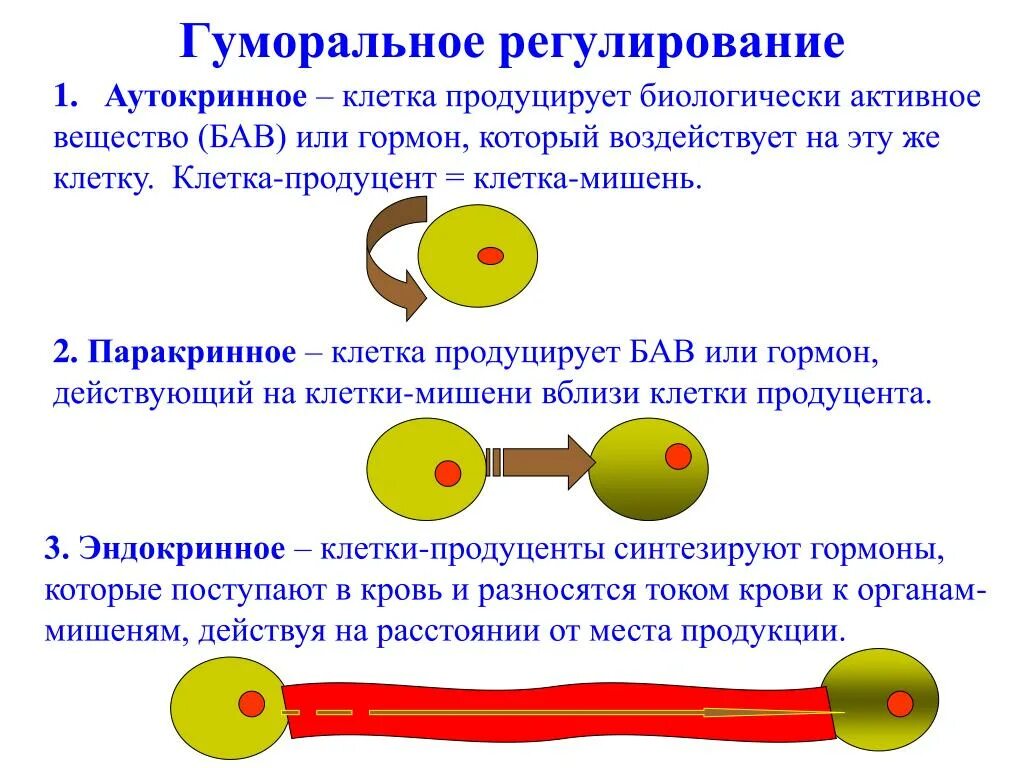 Гуморальный путь регуляции. Аутокринная регуляция. Гуморальный механизм регуляции. Аутокринная паракринная и эндокринная регуляция. Паракринный механизм регуляции.