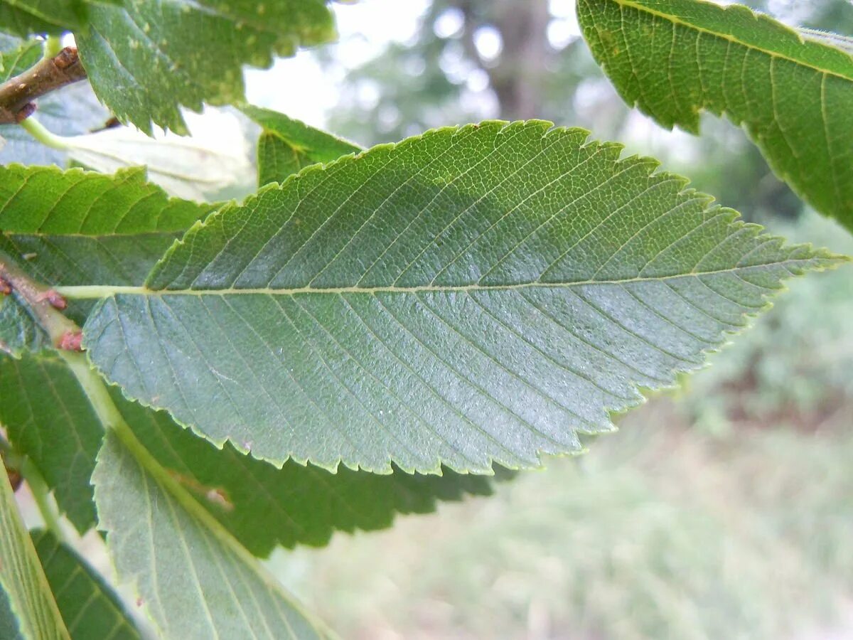 Карагач отзывы. Вяз шершавый (ulmus glabra). Пёристый вяз ulmus. Вяз малый (ulmus minor). Вяз приземистый карагач.