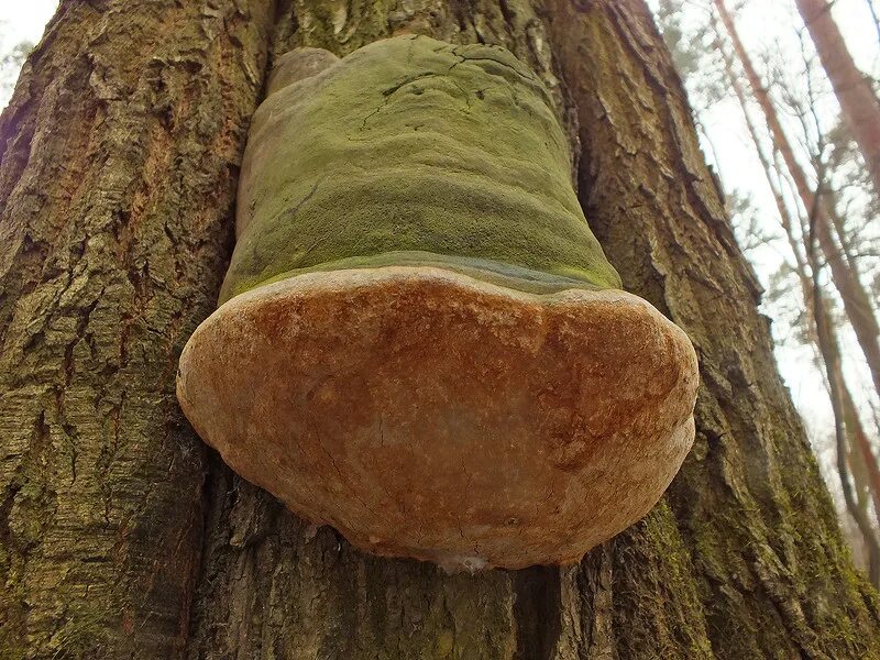 трутовик ложный. гриб дубовый трутовик. гриб дубовый трутовик. боровик дубовый. трутовик гартига.