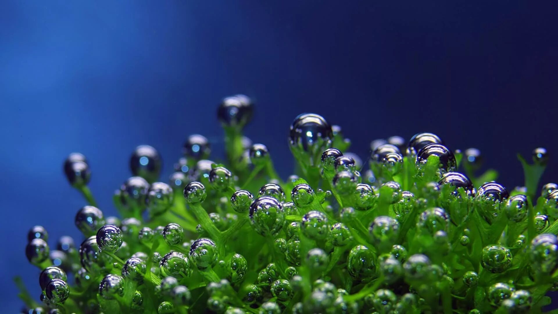 Водоросли для кислорода. Зелень. Капли воды пузырьки. На растении пузырьки кислорода. Трава на голубом фоне.