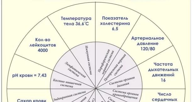 12 Констант жизни и здоровья схема. Параметры здоровья человека. Основные константы организма.