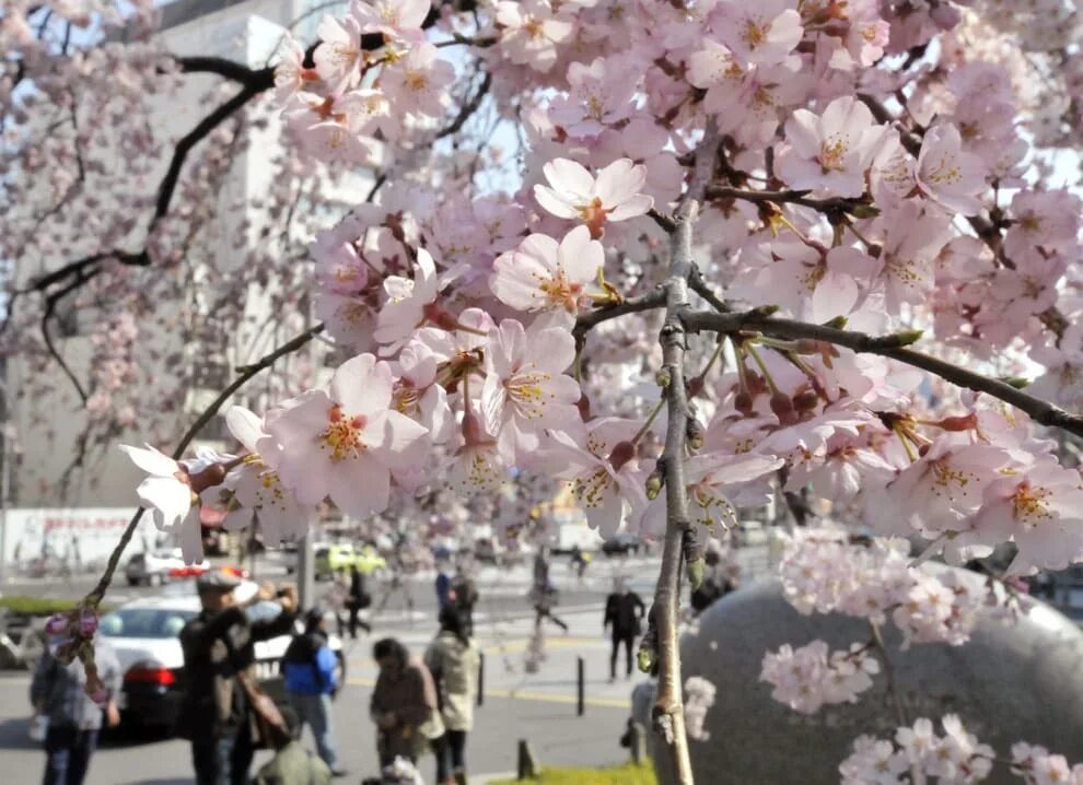 5 апреля цветок. Hanami Cherry Blossom. Цветение Сакуры. Расцвет Сакуры. Апрель цветы.