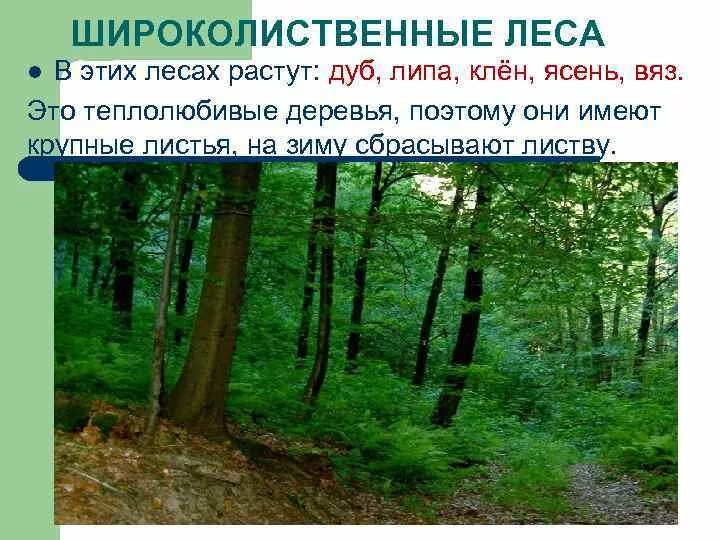 Положение зоны широколиственных лесов. Зона лесов тайга смешанные леса широколиственные. зона лиственных и широколиственных лесов россии. широколиственный лес тайги. зона лесов смешанные широколиственные тайга.