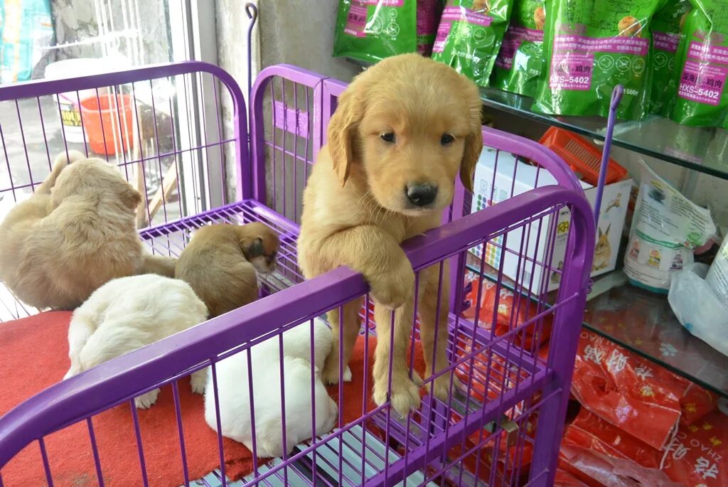 Продать животных