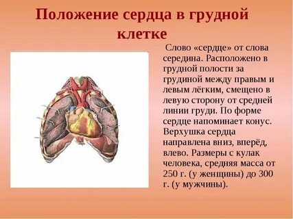 Почему сердце левее
