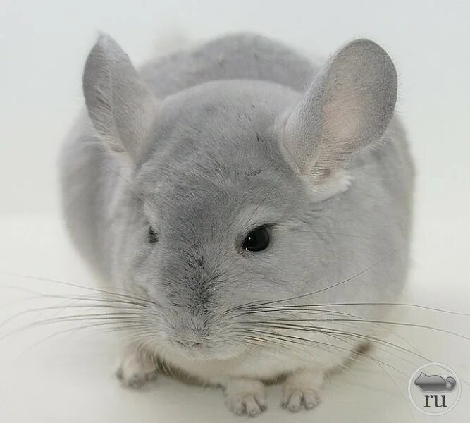 грызуны ростов на дону. грызуны ростов на дону. мышовка степная sicista subtilis pallas. новосибирский зоопарк капибара. чилийский туко-туко.