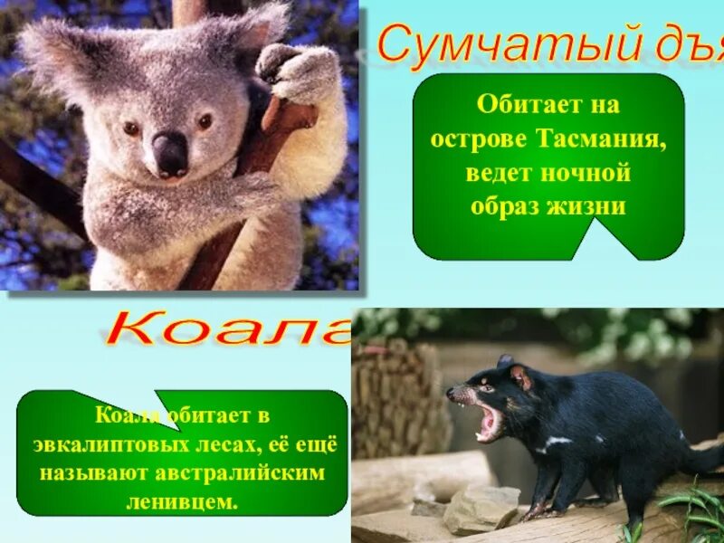 Известно что коала сумчатое растительноядное животное ведущее. Коала ночной образ жизни. образ жизни сумчатых. какие животные обитают на острове тасмания коалы. коала. природные зоны.