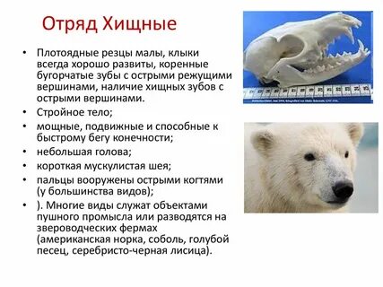 Отряд хищные какие семейства