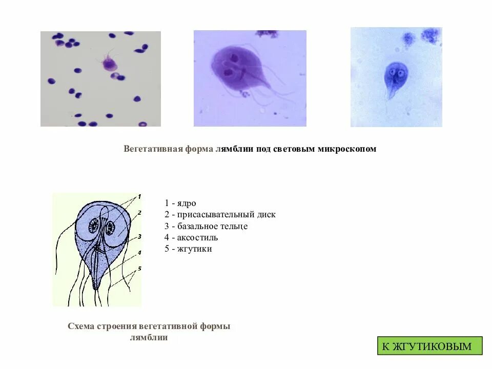 Лямблии вегетативная форма