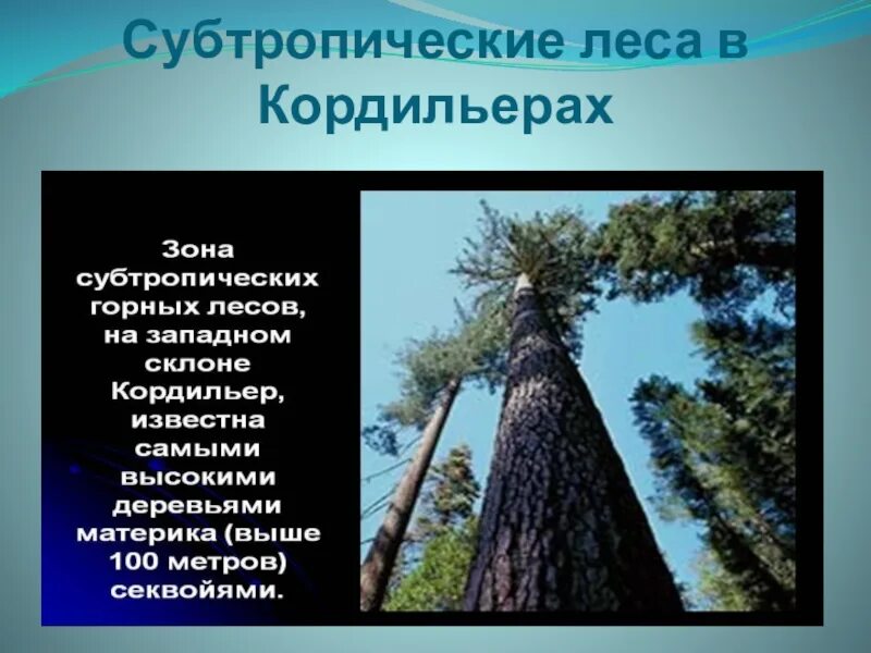 Субтропические леса Северной Америки. Субтропические Кордильеры. Зона субтропических лесов Северной Америки. Субтропики Америки.