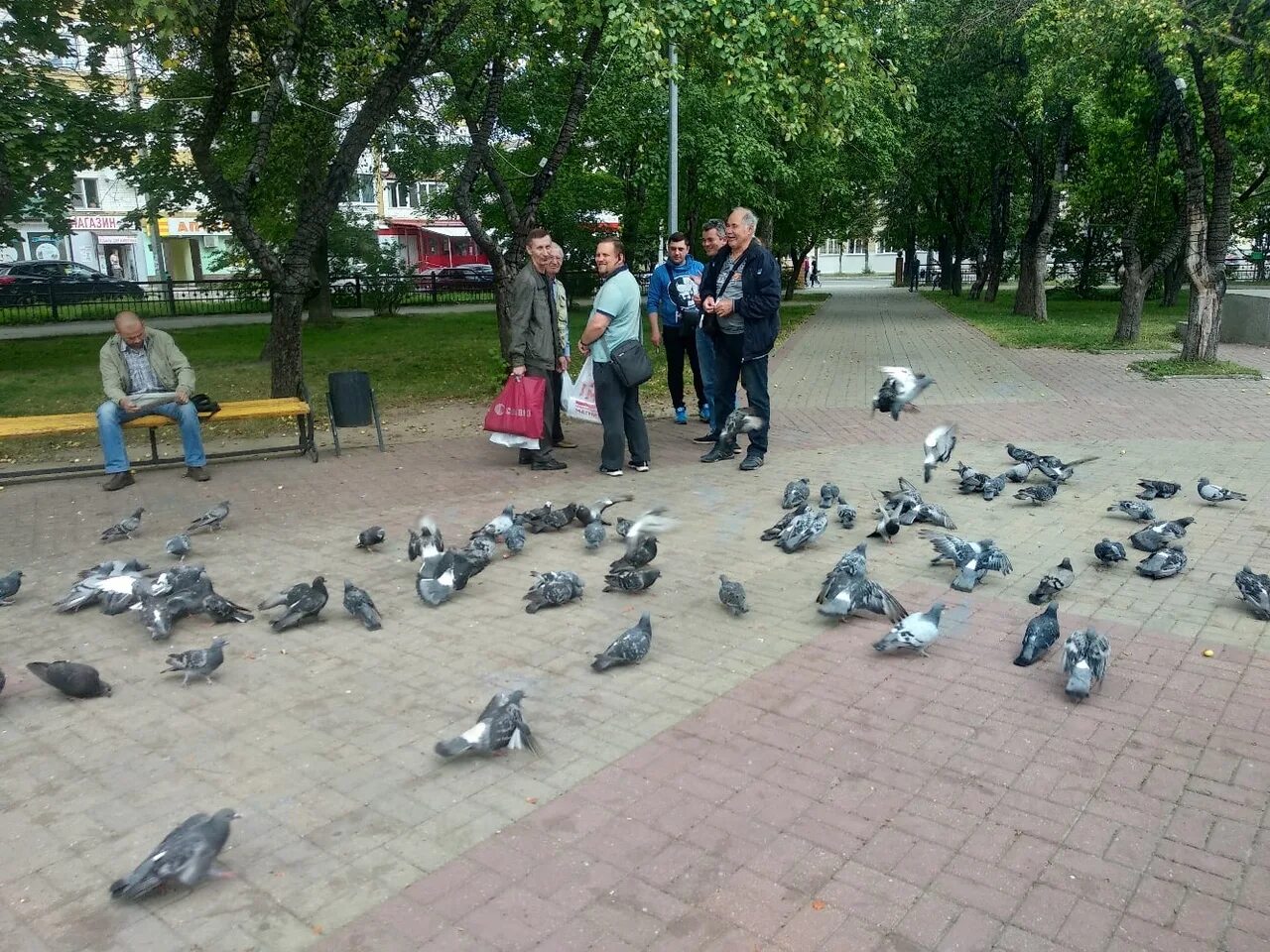 Голуби в городе. Голуби в парке Ставрополь. Площадка для кормления голубей. Нежинский голубь.