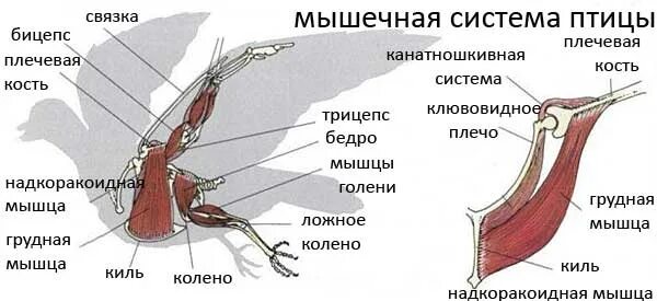 Мышечная система птиц строение. Мышечное строение птицы. Строение мускулатуры птиц. Скелетные мышцы птицы. Особенности расположения строения и работы мышц птиц
