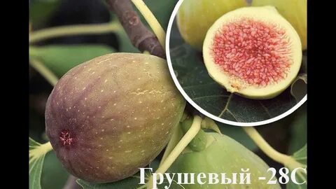 Инжир харди чикаго описание