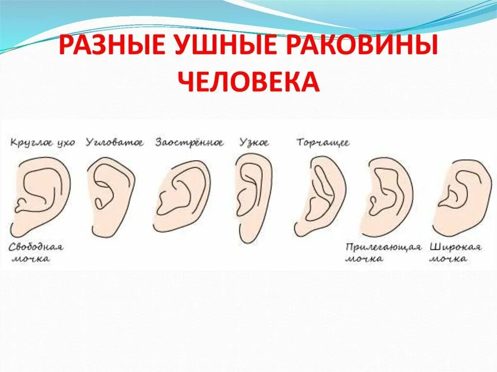 Почему уши разные. Форма ушей названия.