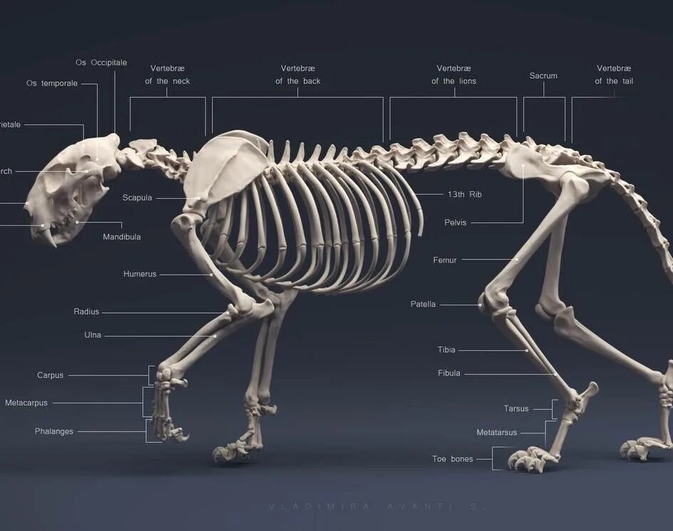 Строение кошки анатомия скелет. Анатомия тигра скелет. Скелет гепарда анатомия. Осевой скелет кошки.