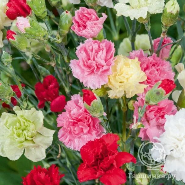 I just looooove this flower & its amazing smell !!! Paper flowers, Flowers, Flow
