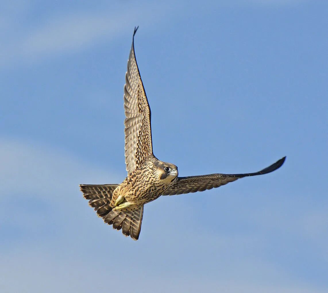 Сокол Сапсан в тундре. Сокол Сапсан Шахин. Peregrine Falcon. Сокол Сапсан в полете. Сокол полетел