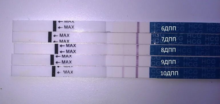 8 дпп тест форум. 6 ДПП эвитест. Тест на беременность на 9 ДПП пятидневок. 6 ДПП пятидневок криоперенос. Тест на беременность на 8 ДПП трехдневок.