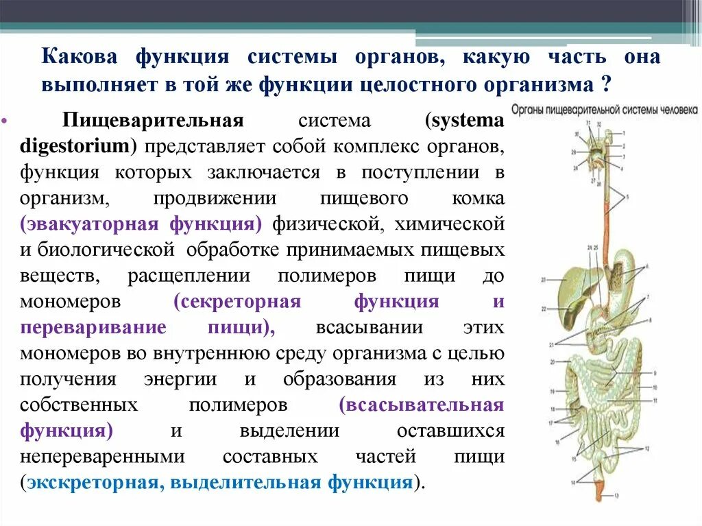 Органы выполняющие общие функции. Функции систем органов. Какие функции выполняет система органов. Системы органов с выполняемой функцией. Система органов части системы органы и их части.