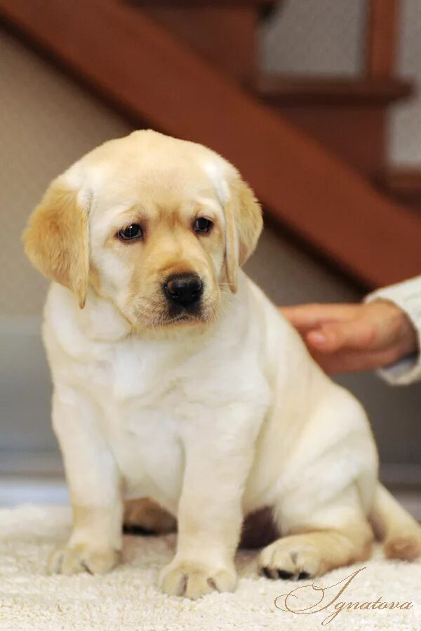 Щенки лабрадора 2 мес. Щенок лабрадора 2 месяца черный. Лабрадор ретривер щенок 2 месяца. Щенки лабрадора 2 мес. Лабрадор щенок черный 3 месяца.