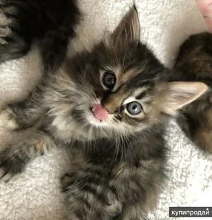 Сибирский котенок в добрые
