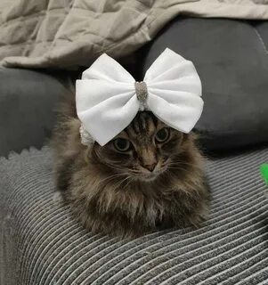 Коте принцесса