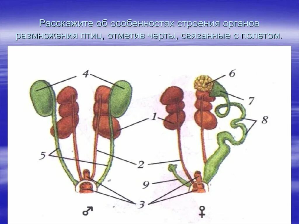 Охарактеризуйте особенности строения органов размножения птиц. Система размножения птиц. Органы размножения птиц. Строение органов размножения птиц. Органы размножения птиц схема.