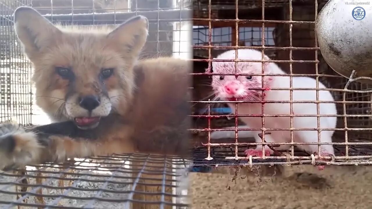 Убийство животных на шубы. Норковая ферма. Норковая ферма. Чернобурая лисица звероферма. Убийство животных на шубы.