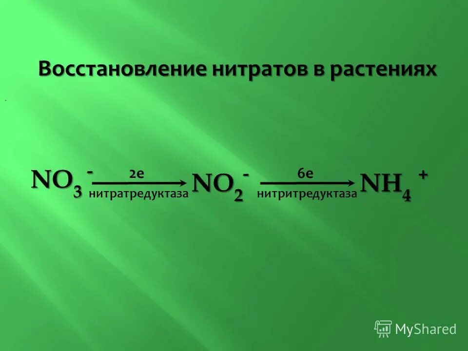 восстановление нитратов в нитриты. восстановление нитратов до нитритов реакция. восстановление нитратов в нитриты. восстановление нитратов до нитритов реакция. восстановление нитратов до аммиака.